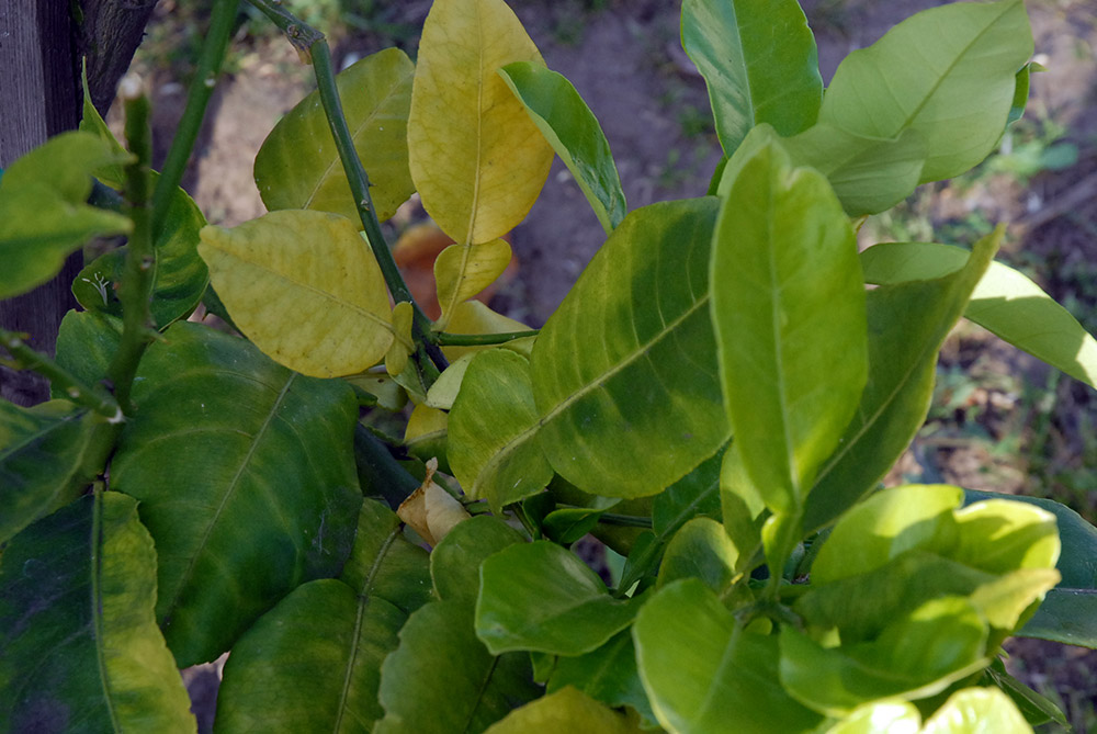 Bệnh vàng lá gân xanh dẫn đến hiện tượng lá vàng trên cây.