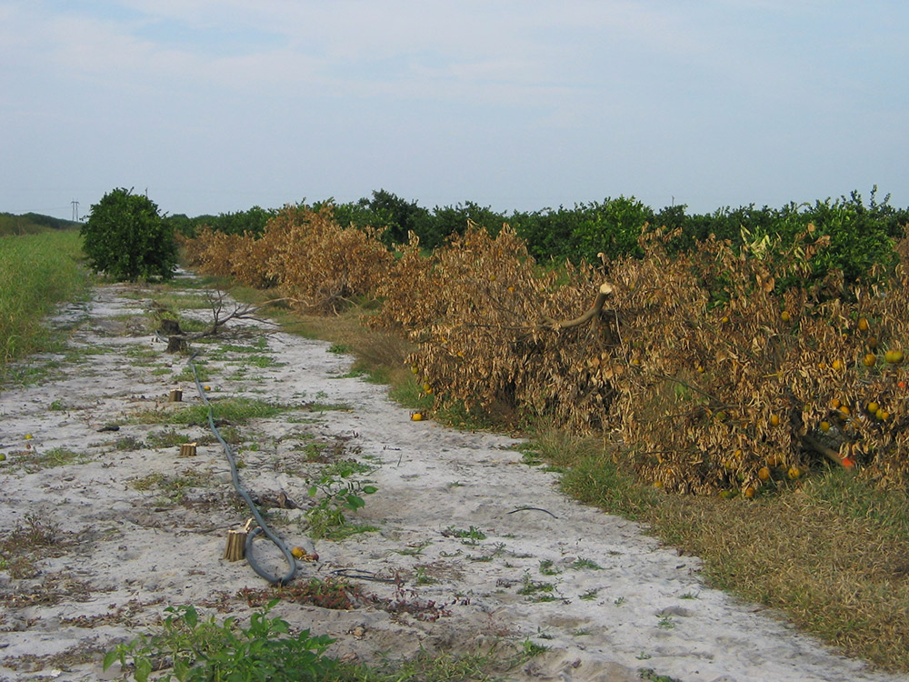 Bệnh greening trên cây có múi ở các vườn cây  Florida