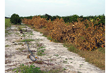 Bệnh greening trên cây có múi ở các vườn cây  Florida